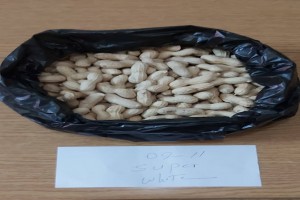 Raw NC Peanuts In-shell (White) from Egitto